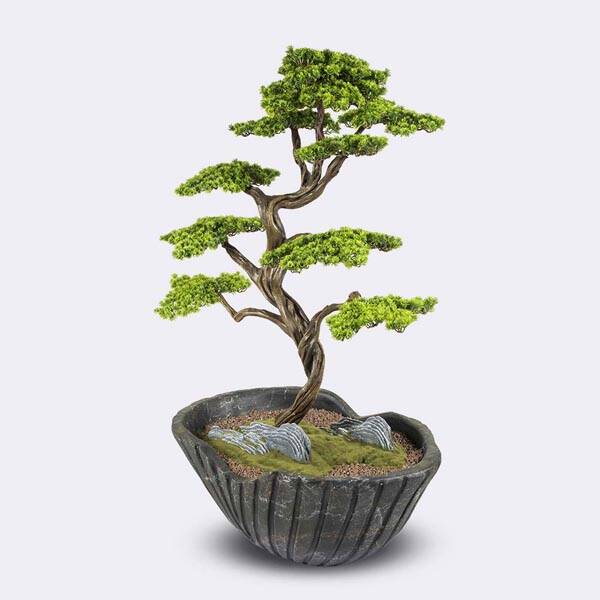 Algenib Thuja-3 - 4