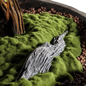 Algenib Thuja-4 - TepeHome (1)