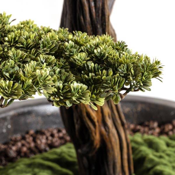 Algenib Thuja-4 - 3