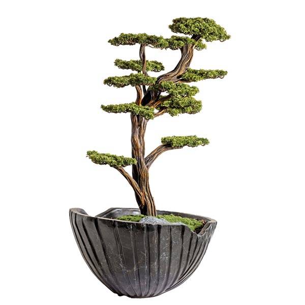 Algenib Thuja-4 Saksılı Çiçek - 5