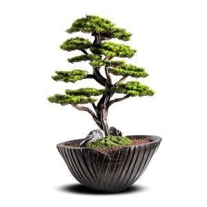 Algenib Thuja-5 Saksılı Çiçek - TepeHome