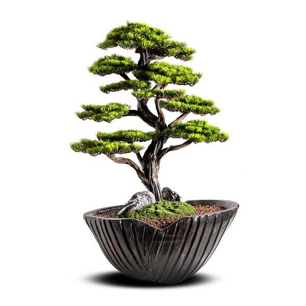 Algenib Thuja-5 Saksılı Çiçek - 1