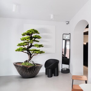 Algenib Thuja-5 Saksılı Çiçek - 2