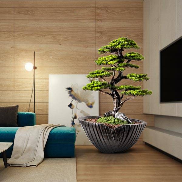 Algenib Thuja-5 Saksılı Çiçek - 3