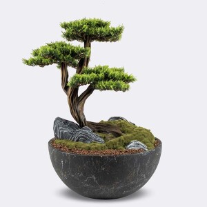 Avior Bonsai-6 Saksılı Çiçek - TepeHome