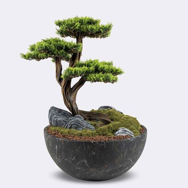 Avior Bonsai-6 Saksılı Çiçek - 1