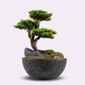 Avior Bonsai-6 - 5
