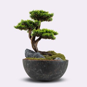 Avior Bonsai-6 Saksılı Çiçek - 5