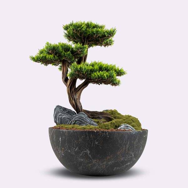 Avior Bonsai-6 - 5