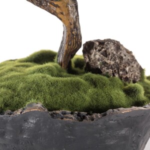 Saksılı Calipso Bonsai 10 30x40 cm - TepeHome (1)