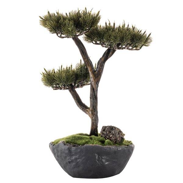 Saksılı Calipso Bonsai 10 30x40 cm - 4