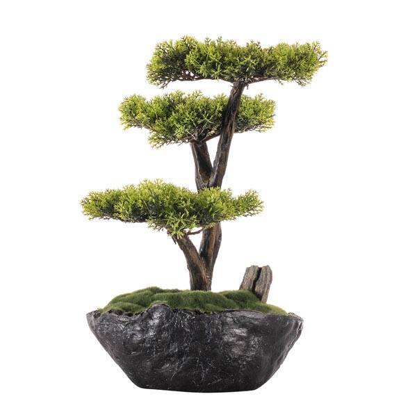 Saksılı Calipso Bonsai 3 30x30 cm - 2