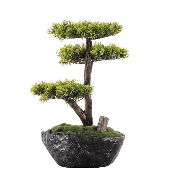 Saksılı Calipso Bonsai 3 30x30 cm - 3