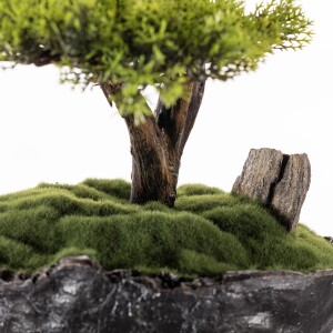 Saksılı Calipso Bonsai 3 30x30 cm - 4