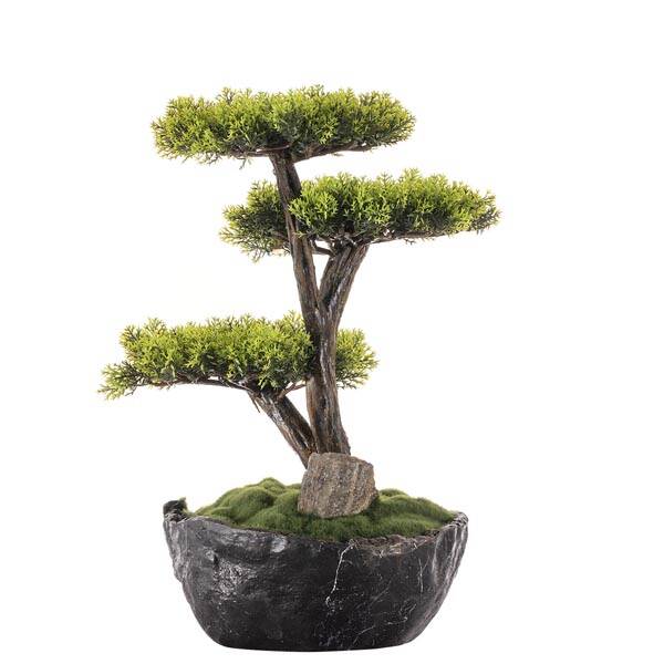 Saksılı Calipso Bonsai 3 30x30 cm - 5