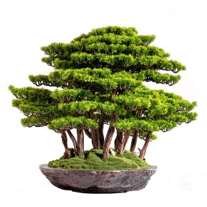 Callisto Bonsai Garden - TepeHome