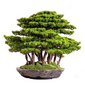 Callisto Bonsai Garden Saksılı Çiçek - TepeHome