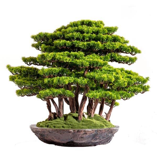 Callisto Bonsai Garden - 1
