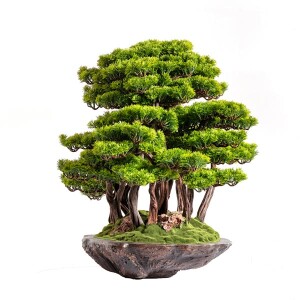 Callisto Bonsai Garden Saksılı Çiçek - 2