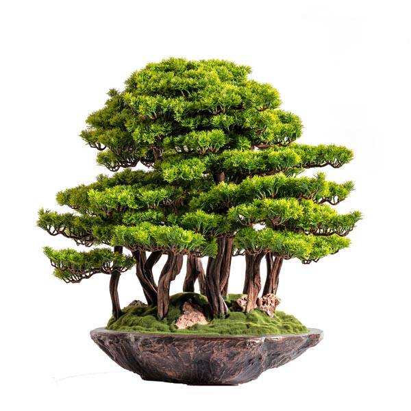 Callisto Bonsai Garden Saksılı Çiçek - 3