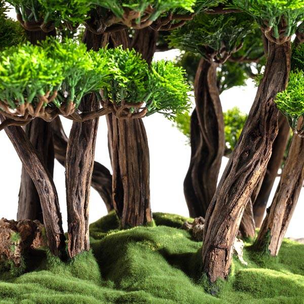 Callisto Bonsai Garden - 4