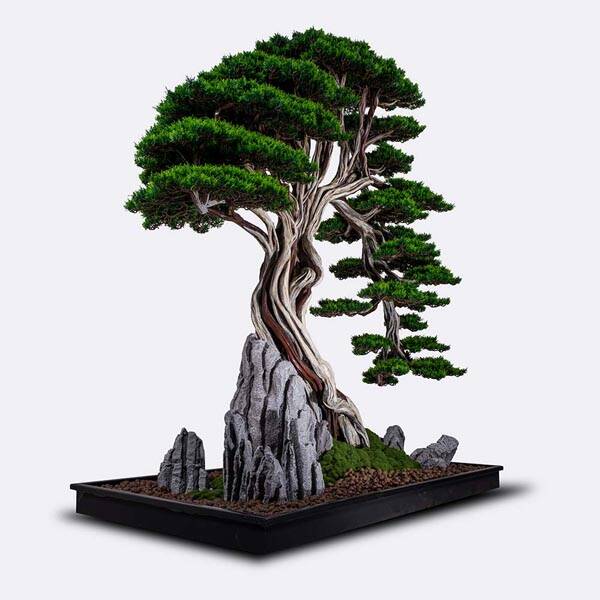 Deadwood Bonsai Tree Saksılı Çiçek - 5