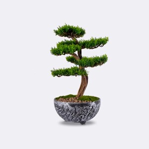 Galatea Thuja-10 Saksılı Çiçek - TepeHome