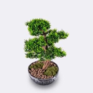 Galatea Thuja-10 Saksılı Çiçek - TepeHome (1)