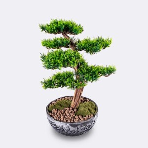 Galatea Thuja-10 Saksılı Çiçek - 3