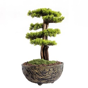 Galatea Thuja-14 Saksılı Çiçek - TepeHome (1)