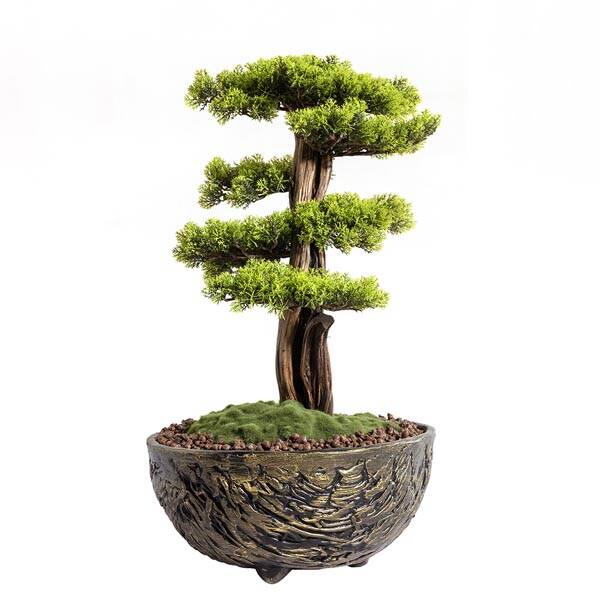 Galatea Thuja-14 Saksılı Çiçek - 2