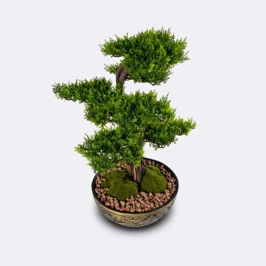 Galatea Thuja-2 Saksılı Çiçek - TepeHome (1)