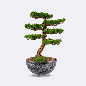 Galatea Thuja-6 Saksılı Çiçek - 1