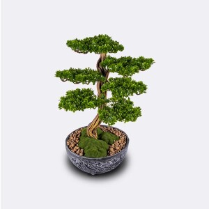 Galatea Thuja-6 Saksılı Çiçek - TepeHome (1)