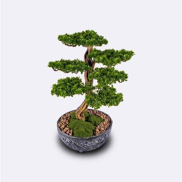 Galatea Thuja-6 Saksılı Çiçek - 2