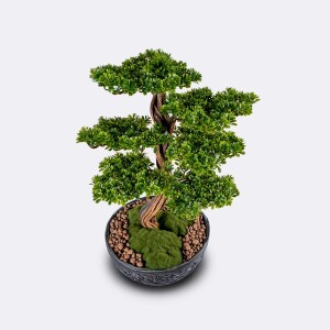 Galatea Thuja-6 Saksılı Çiçek - 3