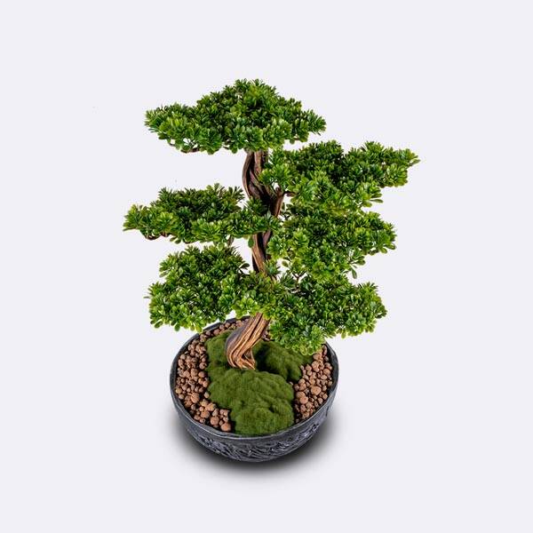 Galatea Thuja-6 - 3