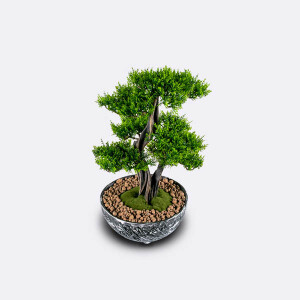 Galatea Thuja-8 - 3