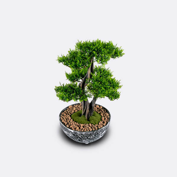 Galatea Thuja-8 - 3
