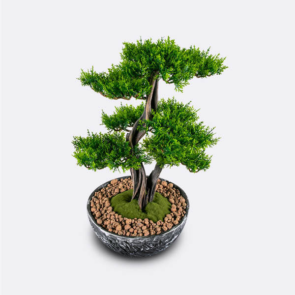 Galatea Thuja-8 - 5
