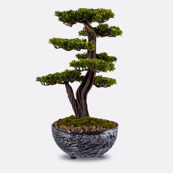 Galatea Thuja-8 - 6