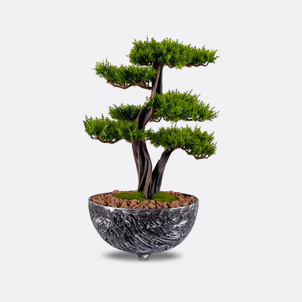 Galatea Thuja-8 - 7