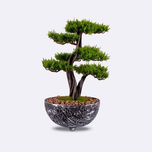 Galatea Thuja-8 - 1