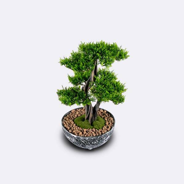 Galatea Thuja-8 - 2