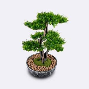 Galatea Thuja-8 - 4