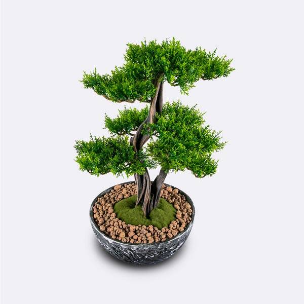 Galatea Thuja-8 Saksılı Çiçek - 3