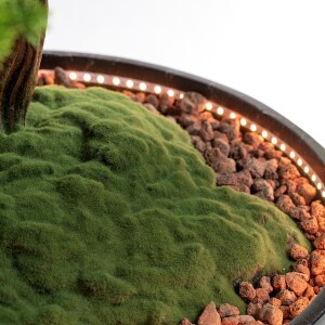 Işıklandırılmış Bonsai Ağacı-2 - 3