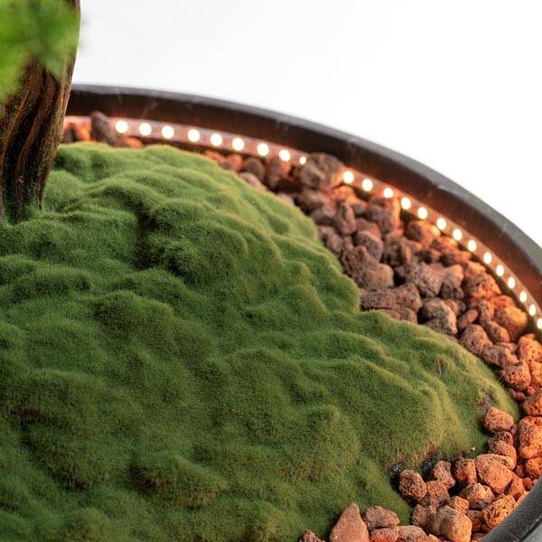 Işıklandırılmış Bonsai Ağacı-2 - 3