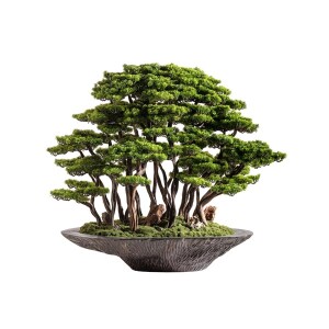Kursa Bonsai Garden - TepeHome
