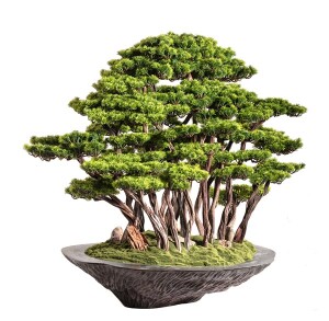 Kursa Bonsai Garden Saksılı Çiçek - TepeHome (1)